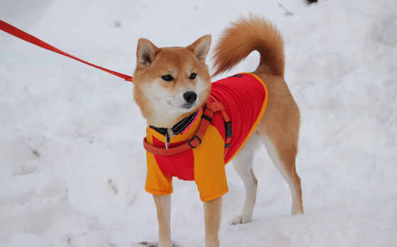 半岛怒吼，张继科引领的韩国队让埃菲尔铁塔沉默