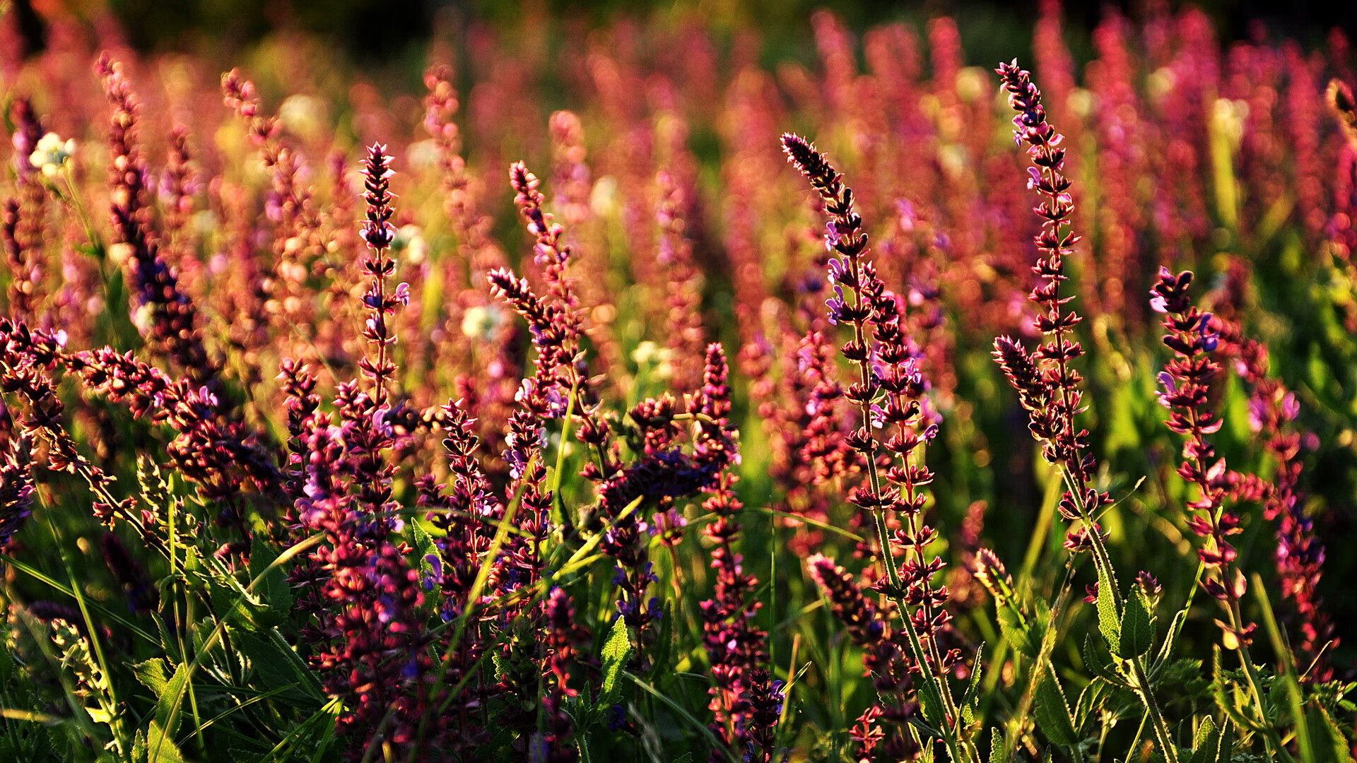 爱游戏入口-唯一双杀，从美网登顶到戴维斯杯救赎，辛纳以国家荣耀重写胜利的定义