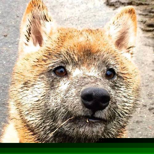 爱游戏-胜利的双重奏，法兰西的战术完胜与陈雨菲的个人独奏