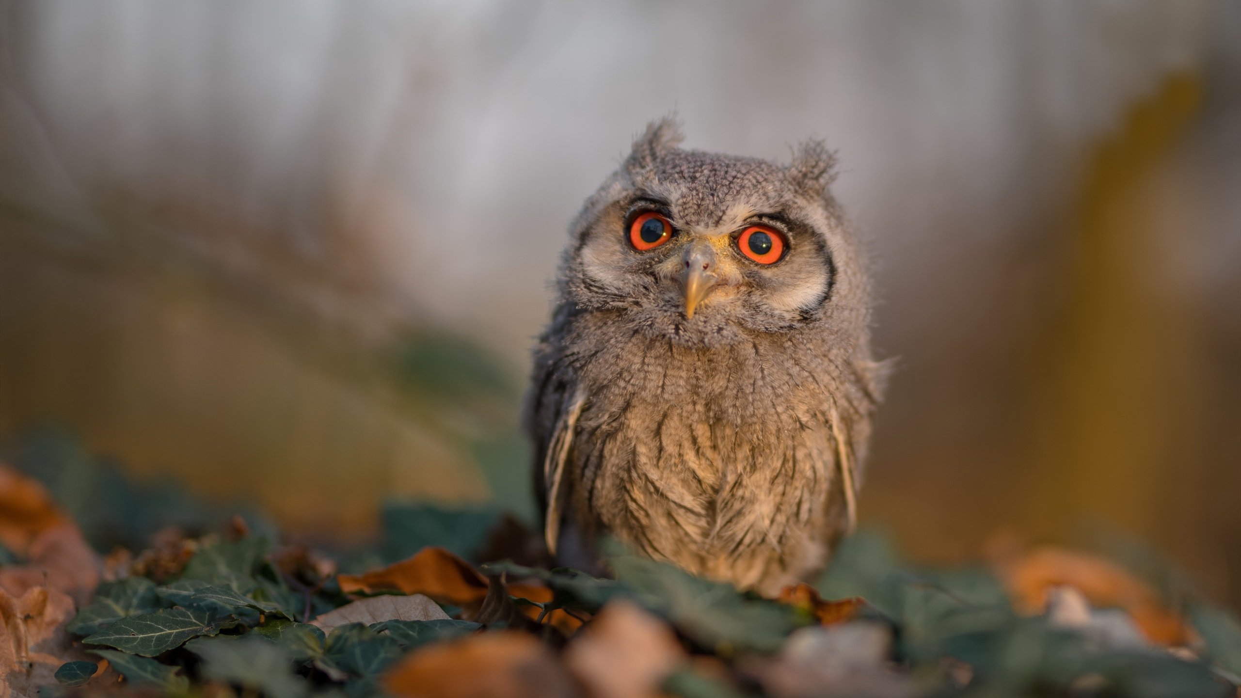 剑气纵横十六拍，那一夜，郑思维如何用羽球写下东方传奇