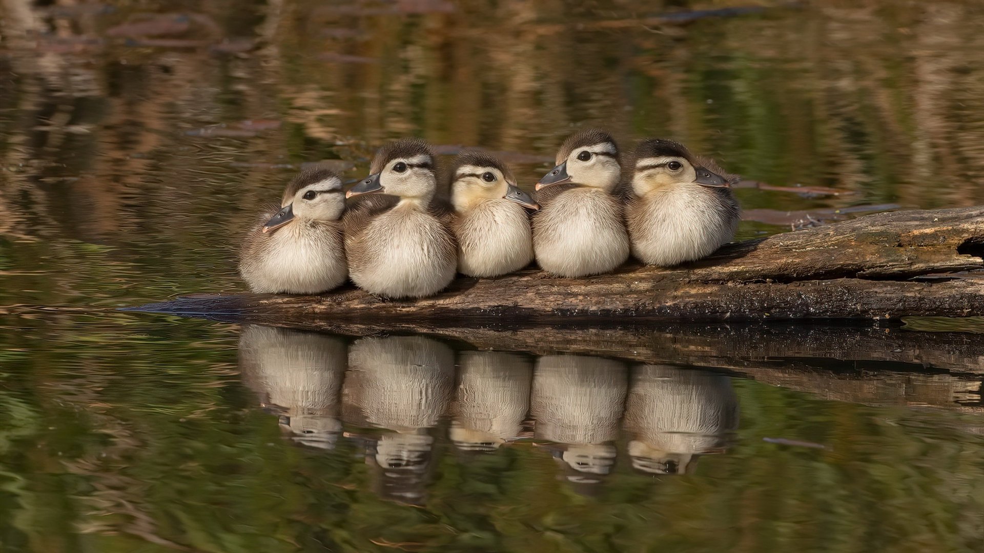 38分逆天改命！回顾NBA史上最伟大翻盘，绿军如何在绝境中击碎活塞铁壁