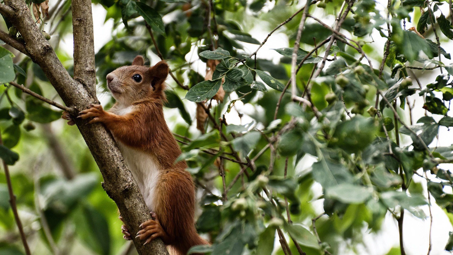 爱游戏APP-阿尔瓦雷斯爆发独舞曼城，尼斯强势晋级双城记—乌拉圭火种点燃欧陆烽烟