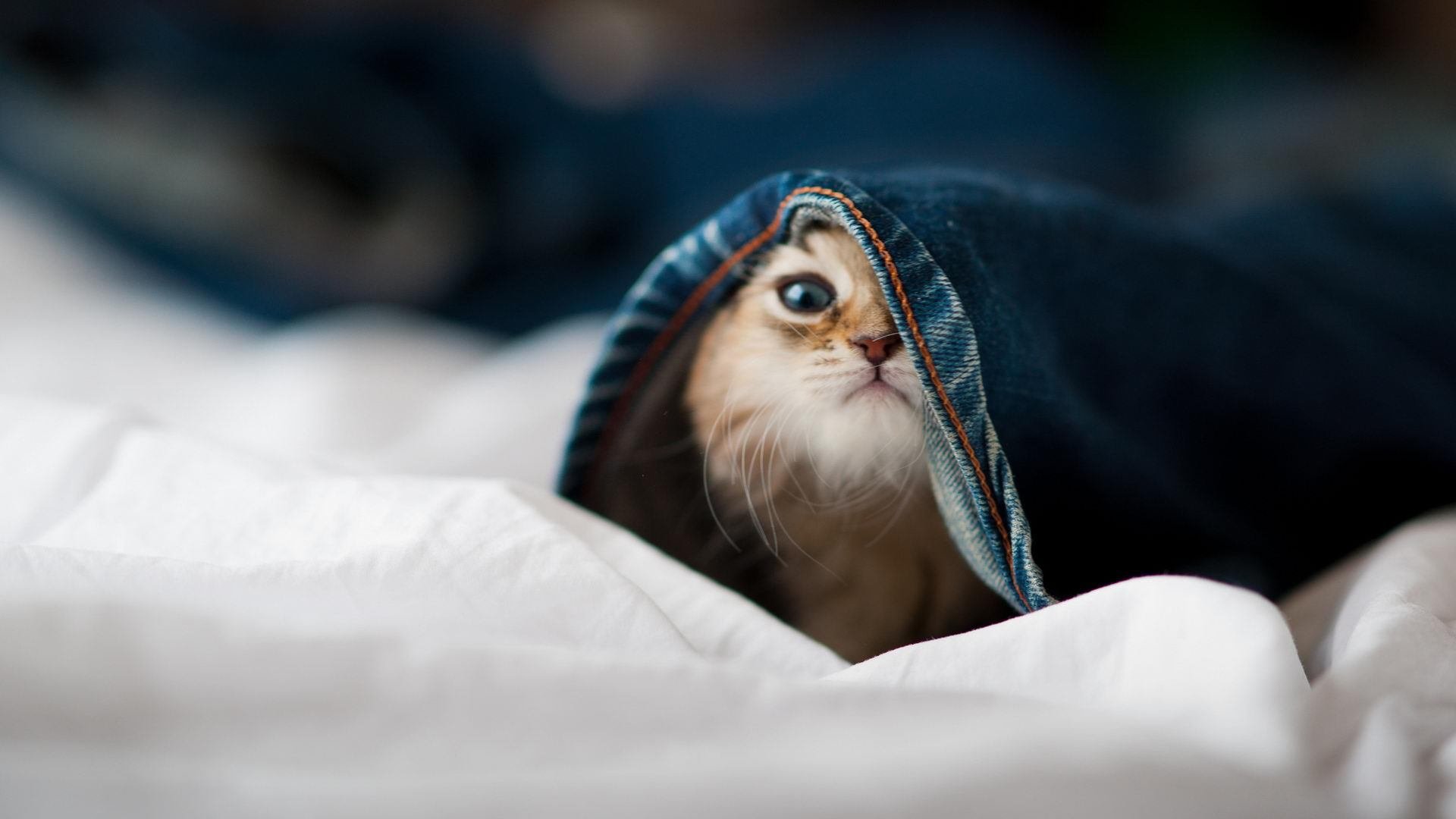 意甲巅峰对决引燃绿茵，上海队跨洋爆冷擒雷霆—体育跨界风云录