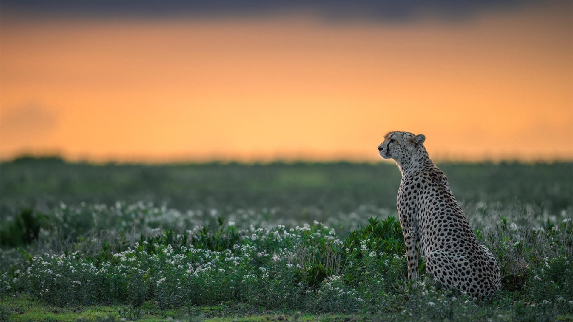 时间法则,当多特蒙德血战毕尔巴鄂,基耶萨在NBA总决赛按下暂停键