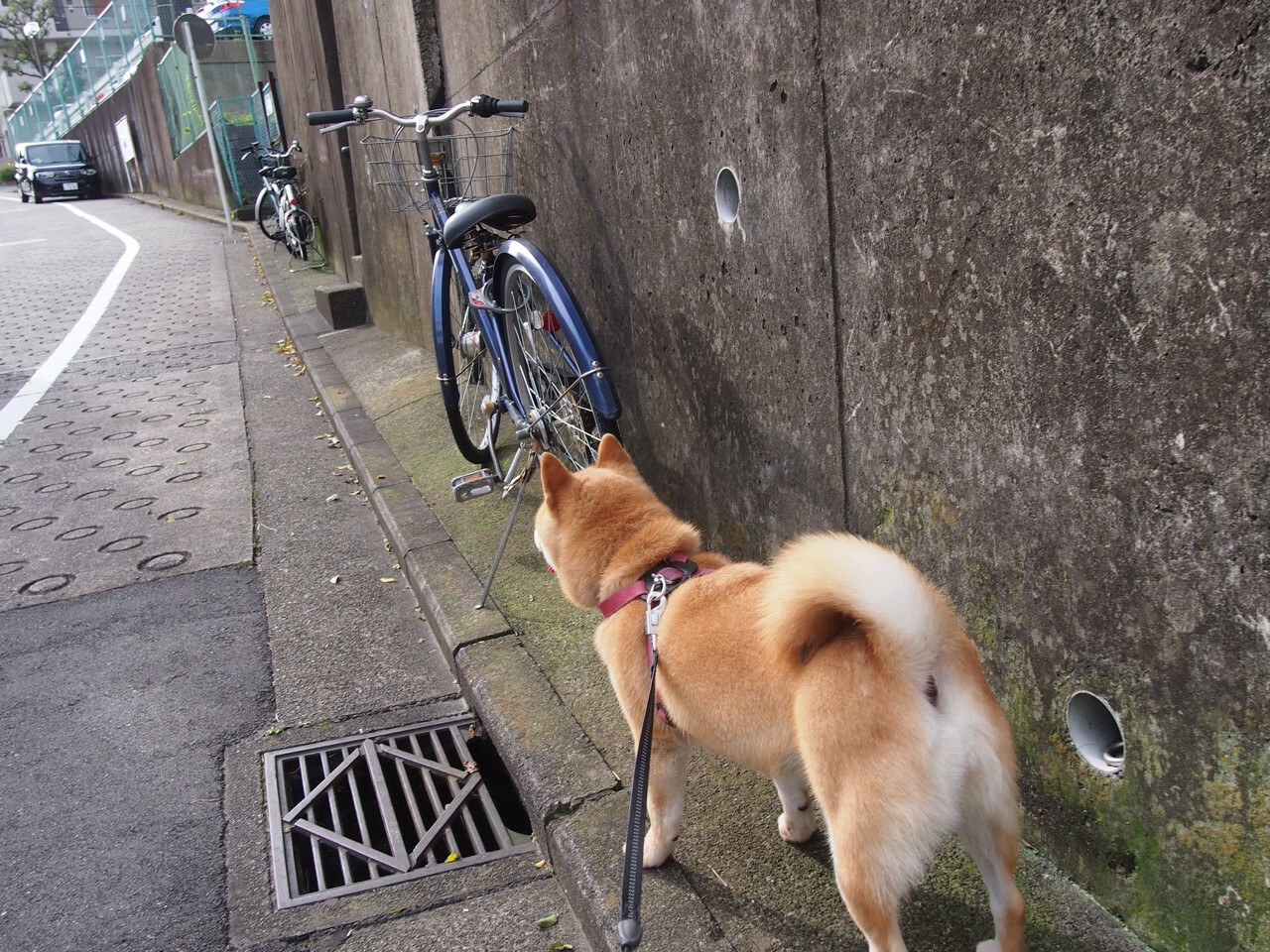 王者降临，武切维奇奥运关键战硬仗取胜，化身国王骑士对决中定乾坤