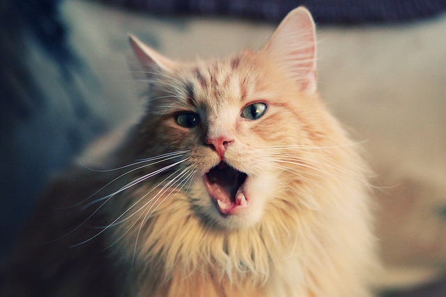 铁王座前的关键先生,切特一剑封喉助国王硬仗取胜北京队