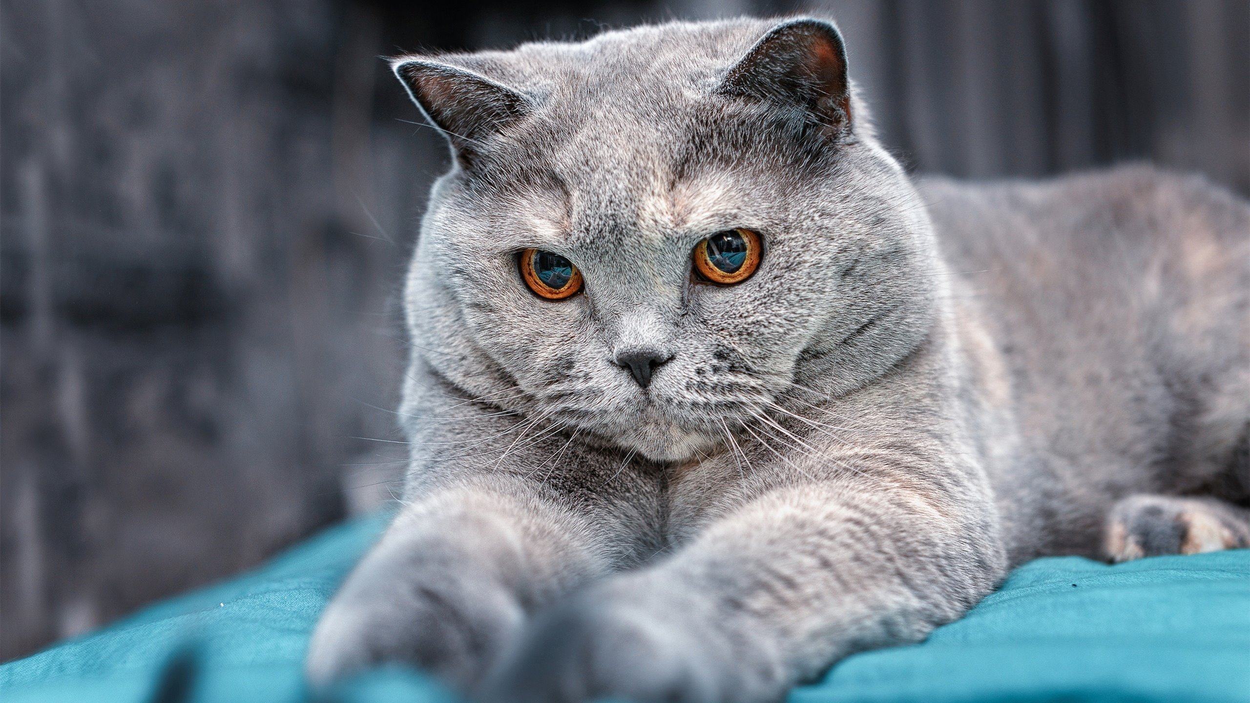 解构一场不存在的胜利，武切维奇如何以缺席统治了浙江与掘金的量子时间