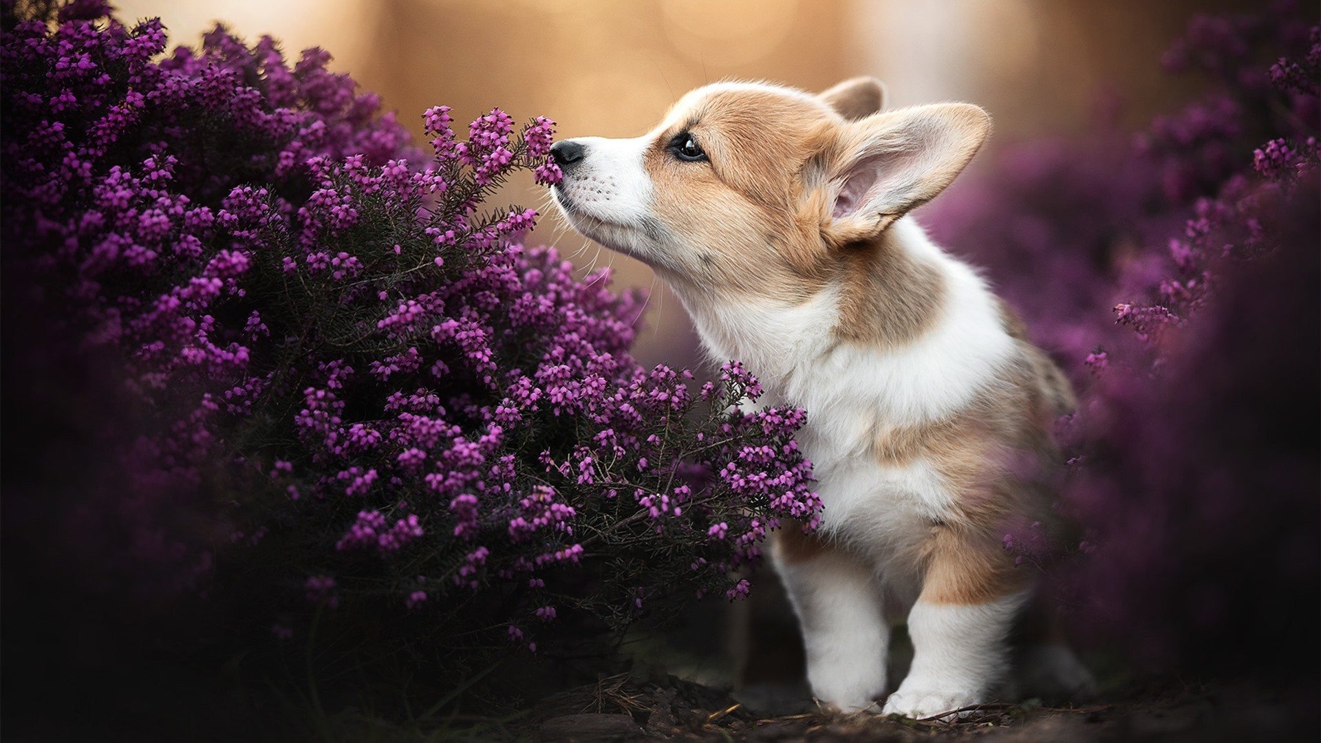 关键先生英格拉姆发威，广厦队稳扎稳打力克辽宁豪取关键胜利