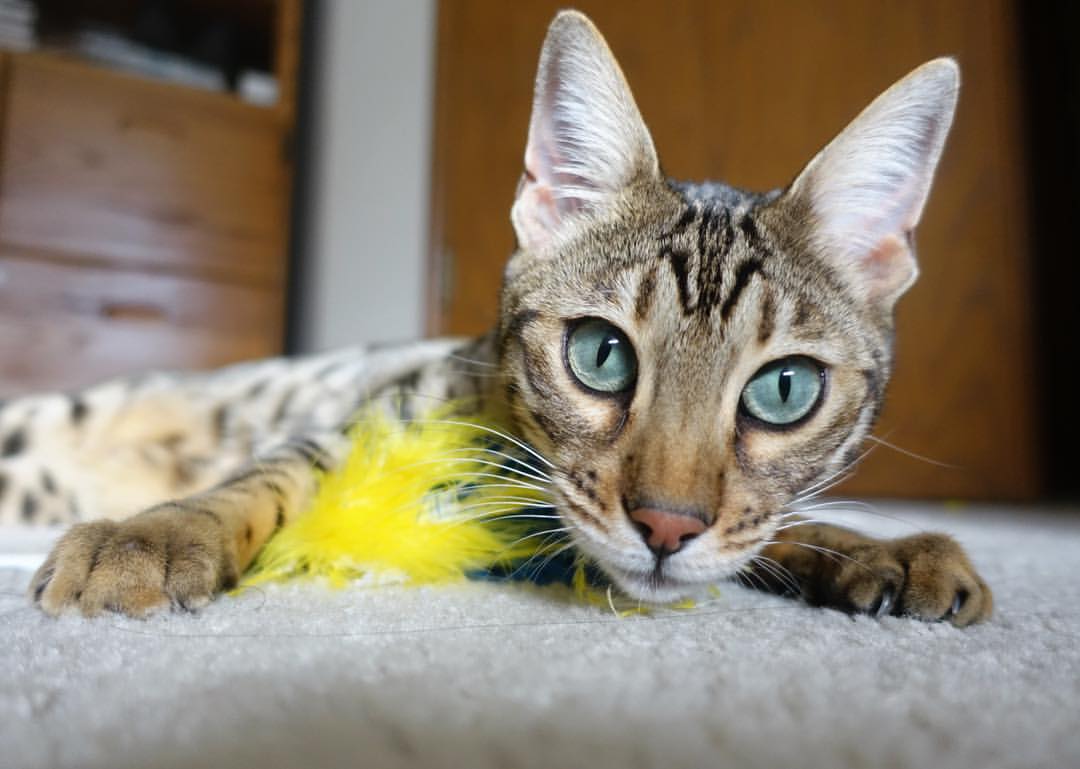 爱游戏在线-欧冠战报，黄喜灿梦幻舞步令对手完全无解，葡萄牙体育单节闪电战击穿巴黎